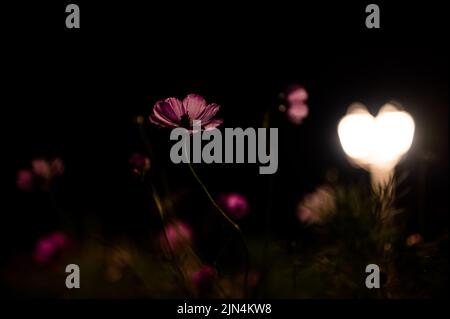 Pulsierende blühende Cosmos Blumen beleuchtet von Laterne Lampe Licht in der Nacht im Garten Stockfoto