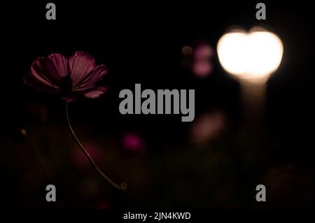 Pulsierende blühende Cosmos Blumen beleuchtet von Laterne Lampe Licht in der Nacht im Garten Stockfoto