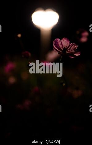 Pulsierende blühende Cosmos Blumen beleuchtet von Laterne Lampe Licht in der Nacht im Garten Stockfoto