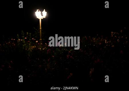 Pulsierende blühende Cosmos Blumen beleuchtet von Laterne Lampe Licht in der Nacht im Garten Stockfoto