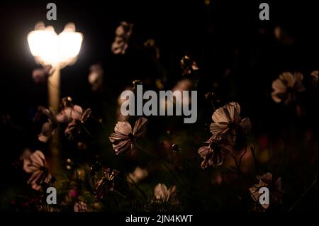 Pulsierende blühende Cosmos Blumen beleuchtet von Laterne Lampe Licht in der Nacht im Garten Stockfoto