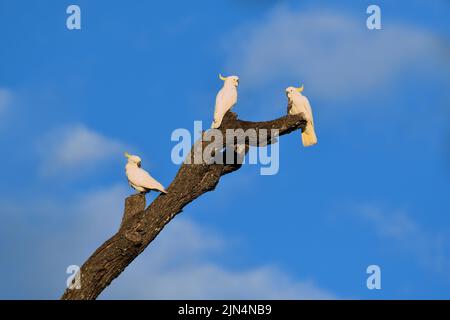 Drei Kakadus mit Schwefelkappen - Cacatua galerita - thronen auf einem alten Baum, der im frühen Morgenlicht ruht Stockfoto