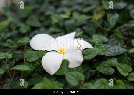 Eine Nahaufnahme von weißen Frangipani-Blüten, umgeben von grünen Blättern Stockfoto