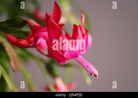 Leuchtend rosa Blume des falschen Weihnachtskaktus (Schlumbergera truncata) aus der Nähe Stockfoto