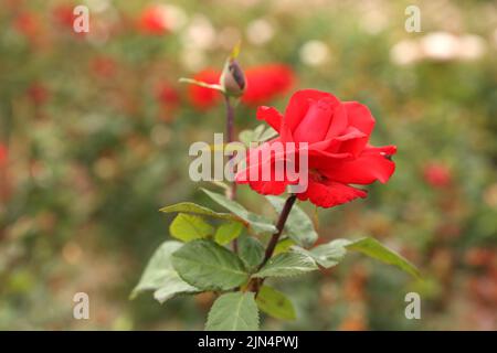 Rosenplantage. Wachsende Rosen für Sämlinge. Rose Farm. Stockfoto