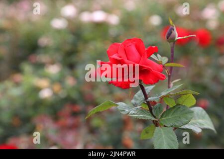 Rosenplantage. Wachsende Rosen für Sämlinge. Rose Farm. Stockfoto