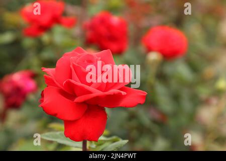 Rosenplantage. Wachsende Rosen für Sämlinge. Rose Farm. Stockfoto