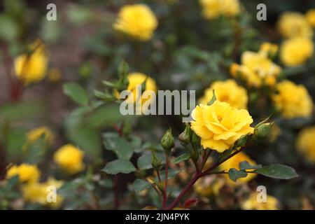 Rosenplantage. Wachsende Rosen für Sämlinge. Rose Farm. Stockfoto