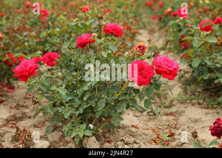 Rosenplantage. Wachsende Rosen für Sämlinge. Rose Farm. Stockfoto