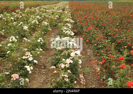 Rosenplantage. Wachsende Rosen für Sämlinge. Rose Farm. Stockfoto