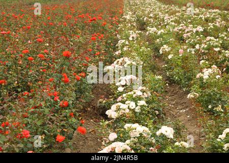 Rosenplantage. Wachsende Rosen für Sämlinge. Rose Farm. Stockfoto