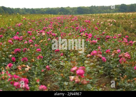 Rosenplantage. Wachsende Rosen für Sämlinge. Rose Farm. Stockfoto