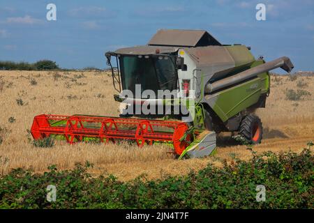 Der lokale Bauer in seinem Mähdrescher sammeln in diesem Jahr Weizen Ernte an einem schönen Tag in der Hitze. Stockfoto