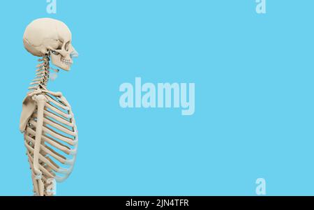 3D medizinisch akkurate Darstellung eines menschlichen Skeletts auf blauem Hintergrund. Stockfoto