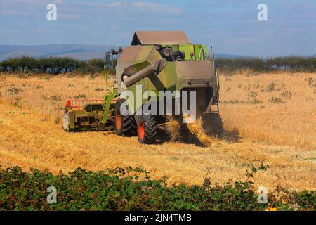 Der lokale Bauer in seinem Mähdrescher sammeln in diesem Jahr Weizen Ernte an einem schönen Tag in der Hitze. Stockfoto