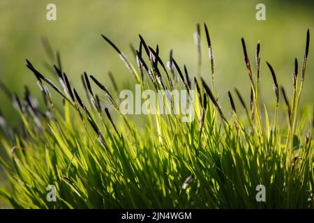 Carex cespitosa. Junge grüne Seggen. Blühende flauschige schwarze Stacheletts aus Sedge. Frühlingsgras, Unkraut auf einem verschwommenen natürlichen Hintergrund Stockfoto