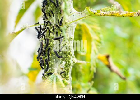 Viele schwarze Raupen des Pfauenschmetterlings auf Nesseln aus der Nähe, verschwommener Hintergrund. Schwarze Raupe mit Stacheln und weißen Punkten in einem gemeinsamen Stockfoto