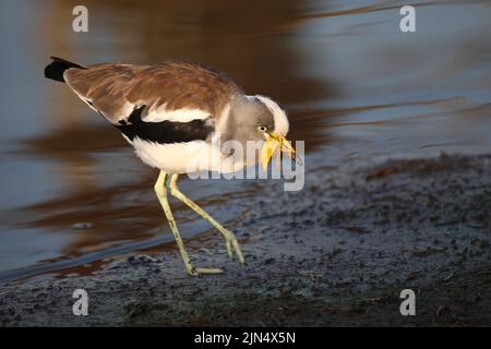 Weißscheitelkiebitz/Weiß - gekrönte Kiebitz oder White-headed Kiebitz/Vanellus albiceps Stockfoto