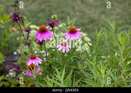 Blüten, die gemeinhin als Koneblüten (Echinacea) bezeichnet werden. Die blass purpurne Kegelblume, eine bedrohte Art in Wisconsin, ist eine einheimische Art Stockfoto