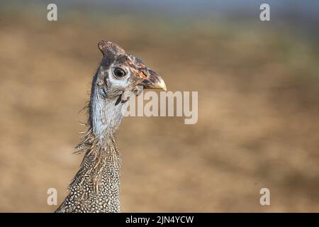 Helmperlhuhn / helmeted guineafowl / Numida meleagris Stockfoto