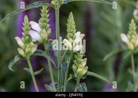 Die in Nordamerika heimische weiße Turtelkopfpflanze (Chelone glabra) ist eine beliebte Browse-Pflanze nach Hirschen. Stockfoto