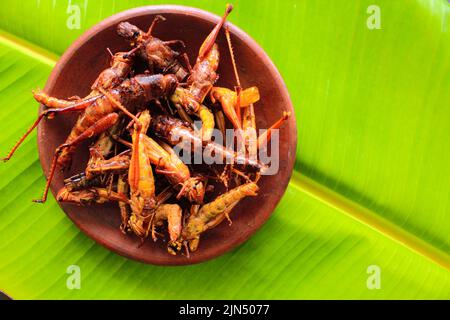 Gebratener Heuschrecke oder Belalang Goreng ist traditionelles Essen aus Südostasien, serviert mit Sambal, Zwiebeln, Knoblauch und Chili auf Holzgrund Stockfoto