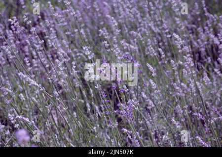 Lavendelblütenfeld, blühende lila Lavendelblüten. Wachsender Lavendel, der im Wind schwankt, Parfümbestandteil. Selektiver Fokus auf lila Lavendel Stockfoto