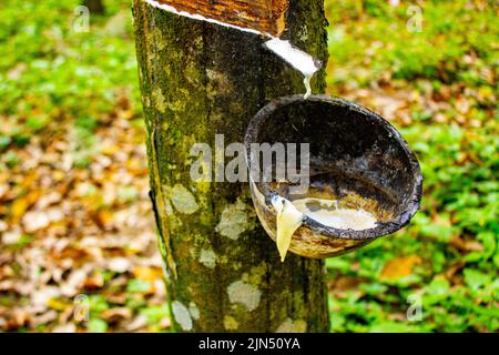 Natürliches Milchlatex, das aus der Plantage von Gummibäumen als Quelle von Naturkautschuk im Feld gewonnen wird Stockfoto