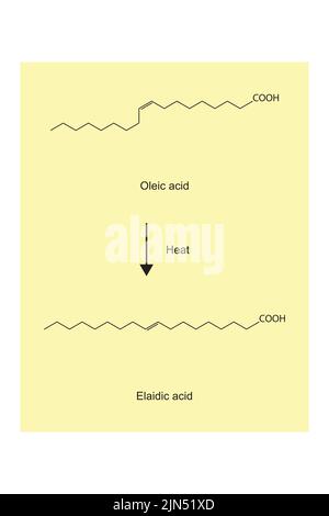 Erhitzungsreaktion von Ölsäure zu Elaidsäure - Fettsäureoxidationsreaktion. Stock Vektor