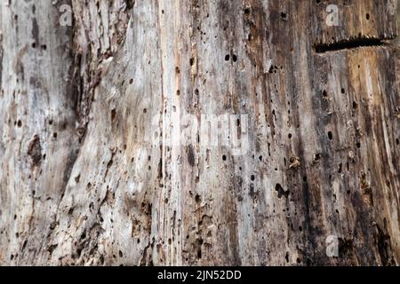 Baumstamm beschädigt, von Borer-Insekten gefressen, Nahaufnahme. Wald natürliche Textur Hintergrund. Baum mit Löchern Oberflächendetails Stockfoto