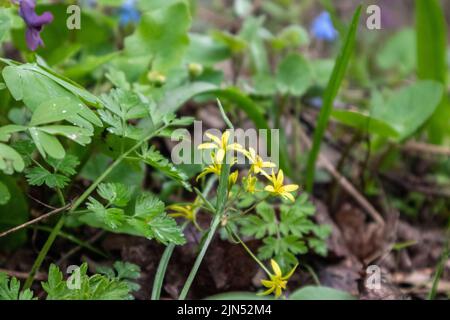 Gelbe kleine wilde Frühlingsblumen blühen. Natur Grün Nahaufnahme in wilden Wald Stockfoto