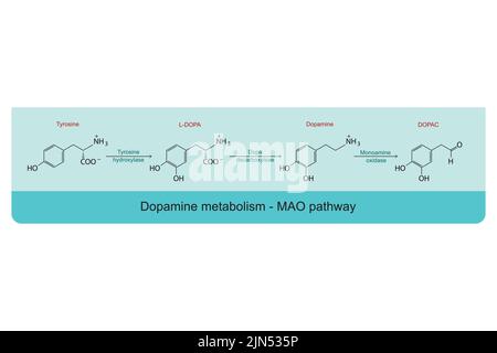 MAO (Monoaminoxidase)-Weg des Dopaminstoffwechsels - Biotransformation von Tyrosin zu L-DOPA, Dopamin und DOPAC. Infografik mit blauem Hintergrund. Stock Vektor