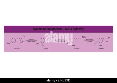 MAO (Monoaminoxidase)-Weg des Dopaminstoffwechsels - Biotransformation von Tyrosin zu L-DOPA, Dopamin und DOPAC. Infografik zu violettem Hintergrund. Stock Vektor