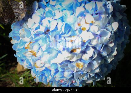 Blau, Hydrangea Blume (Hydrangea macrophylla) blüht im Frühjahr und Sommer in einem Garten. Hortensia macrophylla - schöner Busch von Hortensien Blüten Stockfoto