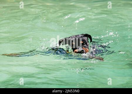 Junge Rottweiler spielen und schwimmen in einem Schwimmbad Stockfoto