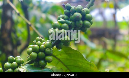 „Frische Kaffeebohnen auf einem Baum. Grüne Kaffeebohnen“ Stockfoto