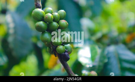 „Frische Kaffeebohnen auf einem Baum. Grüne Kaffeebohnen“ Stockfoto