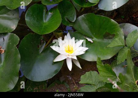 Nymphaea nouchali, oft bekannt unter dem Synonym Nymphaea stellata, oder unter den gebräuchlichen Namen blauer Lotus, Sternlotus, rote Wasserlilie, Zwergaquariumlilie. Stockfoto