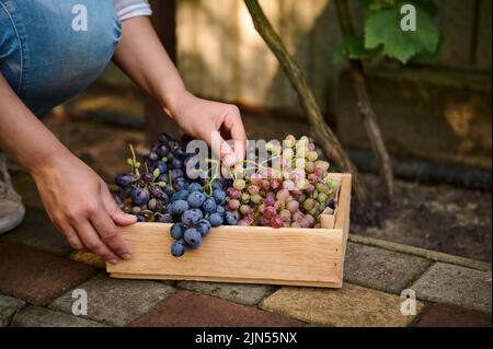 Winzer Hände setzen frisch gepflückte Bio-Trauben in eine Holzkiste. Agrarindustrie. Nahaufnahme mit Platz für Werbetexte Stockfoto