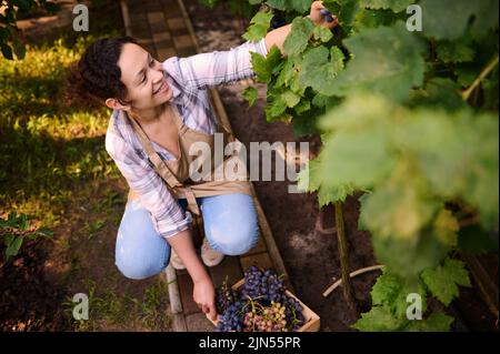 Blick von oben. Inspirierter Winzer, weibliche Winzerin, Hispanic-Frau Öko-Landwirt, der Trauben in einer Holzkiste erntet Stockfoto