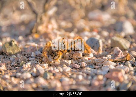 Tote Tarantula-Spinne mit verlorenen Beinen in Tucson, Arizona. Nahaufnahme einer toten, kopfüber stehenden Tarantula-Spinne ohne Beine auf einem felsigen Boden. Stockfoto