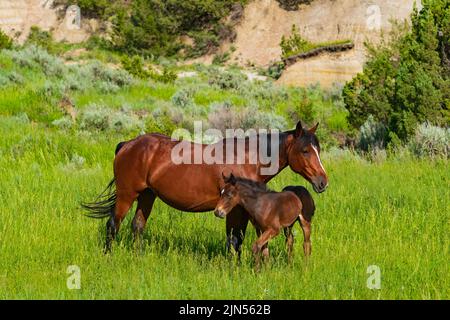 Wild Horses, ein Fohlen und seine Mutter grasen an einem Sommertag im Theodore Roosevelt National Park in North Dakota in hohen Gräsern. Stockfoto