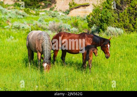 Wild Horses, ein Fohlen und seine Mutter grasen an einem Sommertag im Theodore Roosevelt National Park in North Dakota in hohen Gräsern. Stockfoto