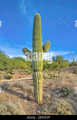 Saguaro Kaktus gegen den Pfad zwischen dem Buschland in Tucson, Arizona. Nahaufnahme eines saguaro-Kaktus in der Nähe eines Pfades gegen den blauen Himmel Stockfoto