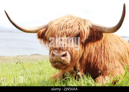 Highland Cow (coo) ruht auf einem Feld an der westlichen Küste von Islay. Stockfoto
