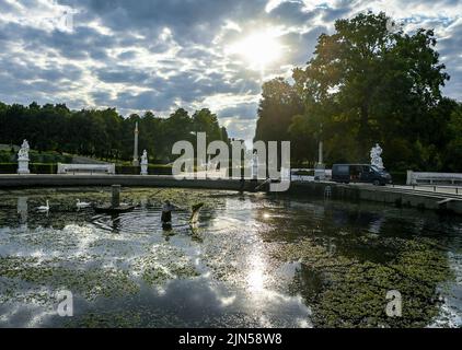 Potsdam, Deutschland. 09. August 2022. Mitarbeiter der Stiftung Preußische Schlösser und Gärten entfernen das Algenwachstum aus dem Wasserbecken des Großen Brunnens im Park Sanssouci, das hauptsächlich aus Meerjungfrauen-Unkraut und Wasserpflanzen besteht. Normalerweise geschieht dies einmal im Jahr, wenn das Wasser ebenfalls vollständig abgelassen wird. In den letzten Jahren ist das Wachstum durch Sonnenlicht und den Einsatz von Wasser aus der Havel so stark angestiegen, dass eine weitere Reinigung notwendig ist. Quelle: Jens Kalaene/dpa/Alamy Live News Stockfoto