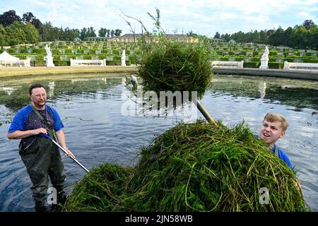 Potsdam, Deutschland. 09. August 2022. Uwe Kratzenberg (links) und Denis Kriszik von der Stiftung Preußische Schlösser und Gärten entfernen das Algenwachstum aus dem Wasserbecken des Großen Brunnens im Sanssouci Park, das hauptsächlich aus Meerjungfrauen-Unkraut und Wasserpflanze besteht. Normalerweise geschieht dies einmal im Jahr, wenn das Wasser ebenfalls vollständig abgelassen wird. In den letzten Jahren hat sich das Wachstum durch Sonnenlicht und die Nutzung von Wasser aus der Havel erhöht, so dass eine weitere Reinigung notwendig ist. Quelle: Jens Kalaene/dpa/Alamy Live News Stockfoto