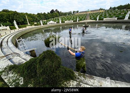 Potsdam, Deutschland. 09. August 2022. Mitarbeiter der Stiftung Preußische Schlösser und Gärten entfernen das Algenwachstum aus dem Wasserbecken des Großen Brunnens im Park Sanssouci, das hauptsächlich aus Meerjungfrauen-Unkraut und Wasserpflanzen besteht. Im Vordergrund hebt Denis Kriszik sie heraus. Normalerweise geschieht dies einmal im Jahr, wenn das Wasser ebenfalls vollständig abgelassen wird. In den letzten Jahren hat sich das Wachstum durch Sonnenlicht und die Nutzung von Wasser aus der Havel erhöht, so dass eine weitere Reinigung notwendig ist. Quelle: Jens Kalaene/dpa/Alamy Live News Stockfoto