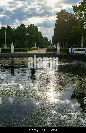 Potsdam, Deutschland. 09. August 2022. Mitarbeiter der Stiftung Preußische Schlösser und Gärten entfernen das Algenwachstum aus dem Wasserbecken des Großen Brunnens im Park Sanssouci, das hauptsächlich aus Meerjungfrauen-Unkraut und Wasserpflanzen besteht. Normalerweise geschieht dies einmal im Jahr, wenn das Wasser ebenfalls vollständig abgelassen wird. In den letzten Jahren ist das Wachstum durch Sonnenlicht und den Einsatz von Wasser aus der Havel so stark angestiegen, dass eine weitere Reinigung notwendig ist. Quelle: Jens Kalaene/dpa/Alamy Live News Stockfoto