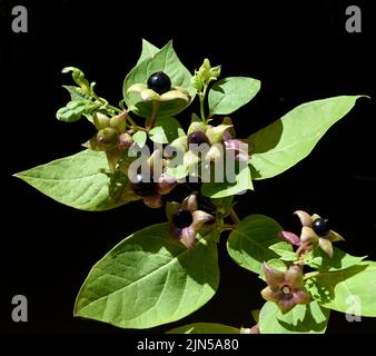 Tollkirsche, Atropa Bella-Donna, hat schwarze Beeren und ist eine Gift-und Heilpflanze. Tödlicher Nachtschatten, Atropa bella-Donna, hat schwarze Beeren und ich Stockfoto